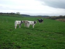 cattle at lawford lodge